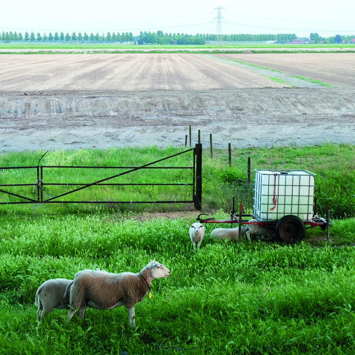 Fietsexcursie Nieuwe Dordtse Biesbosch