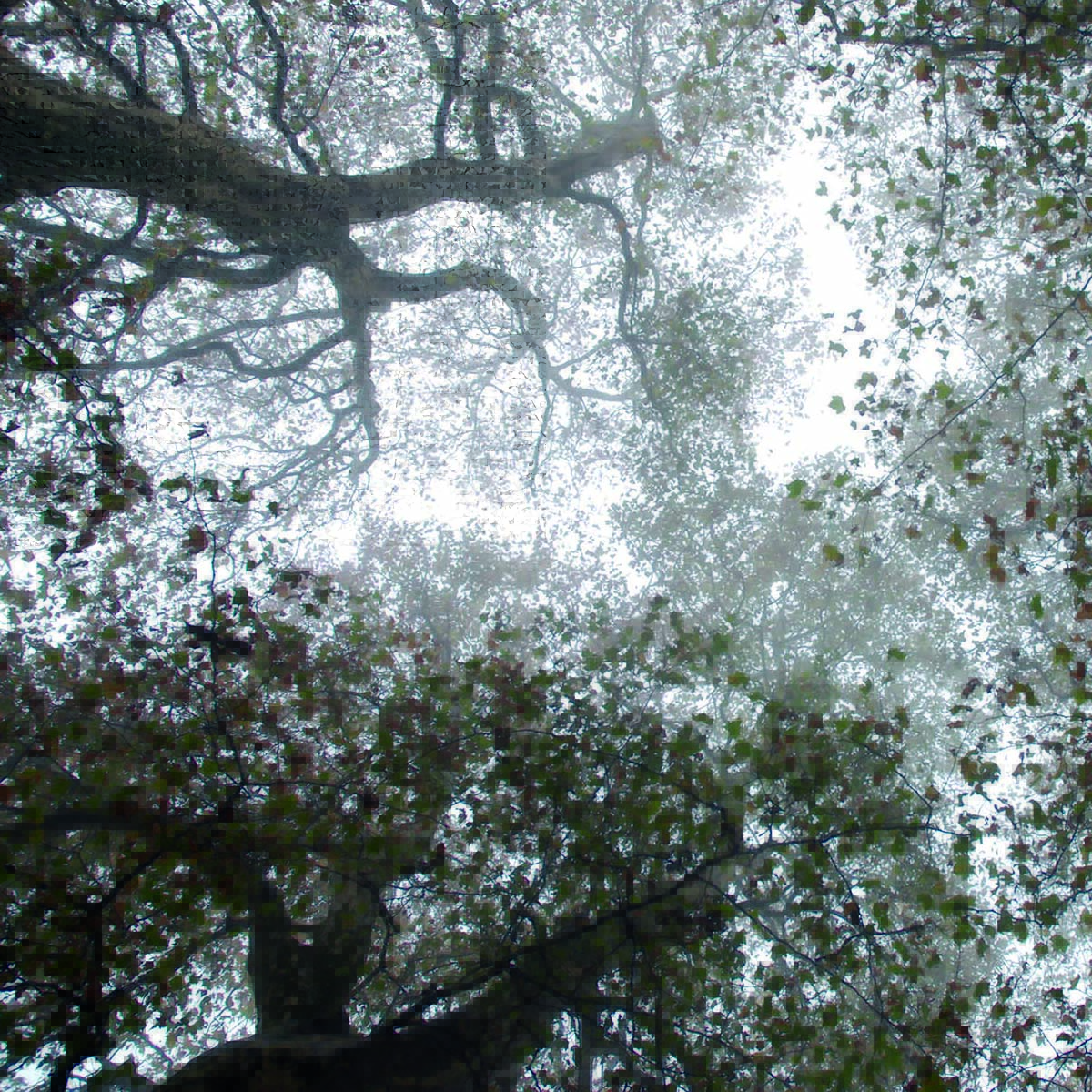 over bomen